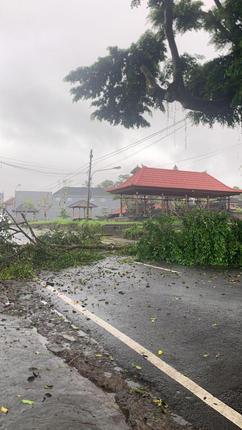 Hujan Dua Hari Picu Pohon Tumbang Dan Tanah Longsor | Bali Tribune